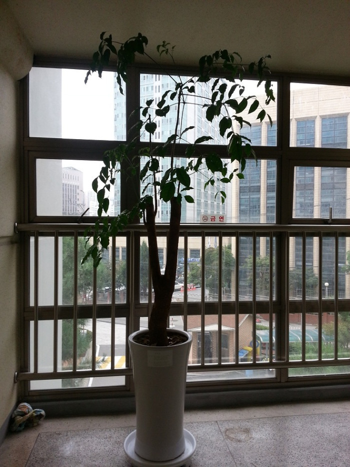 녹보수 나무입니다. 공기정화식물 - 2번째 사진. (기독정보넷 - 기독교 벼룩시장.) 