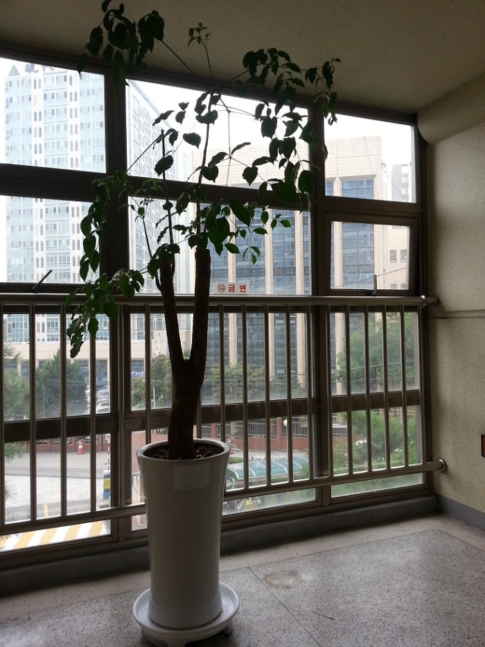 녹보수 나무입니다. 공기정화식물 - 1번째 사진. (기독정보넷 - 기독교 벼룩시장.) 